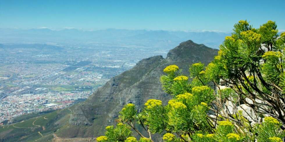 TABLE MOUNTAIN: Utsikten fra det 1086 meter høye byfjellet Table Mountain (Taffelfjellet) bør du ikke gå glipp av i Cape Town. TABLE MOUNTAIN: Utsikten fra det 1086 meter høye byfjellet Table Mountain (Taffelfjellet) bør du ikke gå glipp av i Cape Town.