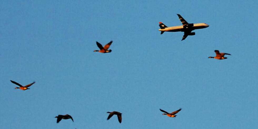 FUGL OG FLY: Canadagjess i luften samtidig som et fly fra US Airwas tar av. Et fly fra samme flyselskap måtte i januar nødlande i Hudson-elven etter en kollisjon med fugler. FUGL OG FLY: Canadagjess i luften samtidig som et fly fra US Airwas tar av. Et fly fra samme flyselskap måtte i januar nødlande i Hudson-elven etter en kollisjon med fugler.