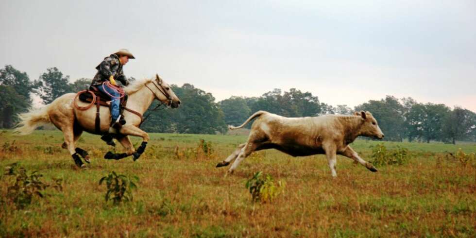 COWBOYLIV: En vanlig arbeidsdag i en ung cowboys liv. Han ser unektelig ut som om han er født på hesteryggen, den norske 17-åringen Per Harald T. Kverme fra Jæren. COWBOYLIV: En vanlig arbeidsdag i en ung cowboys liv. Han ser unektelig ut som om han er født på hesteryggen, den norske 17-åringen Per Harald T. Kverme fra Jæren.