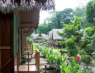 JUNGELLODGE: Vi bodde på jungellodgen Eco-Amazon i Tambopata-reservatet i Peru. JUNGELLODGE: Vi bodde på jungellodgen Eco-Amazon i Tambopata-reservatet i Peru.