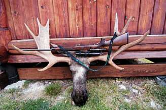 STOROKSE: Med utlegg langt over en meter og bronsemedalje – ikke hverdagskost, selv i høyfjellet.
Elgjakt STOROKSE: Med utlegg langt over en meter og bronsemedalje – ikke hverdagskost, selv i høyfjellet.
Elgjakt