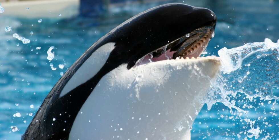 FORRYKENDE SHOW: Både spekkhoggere, definer og sjøløver holder forrykende og underholdene show i Sea World. FORRYKENDE SHOW: Både spekkhoggere, definer og sjøløver holder forrykende og underholdene show i Sea World.