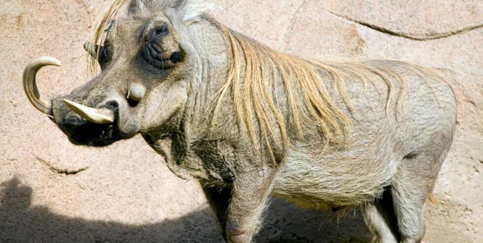 FY FOR ET SVIN: Et vortesvin på San Diego Zoo. FY FOR ET SVIN: Et vortesvin på San Diego Zoo.