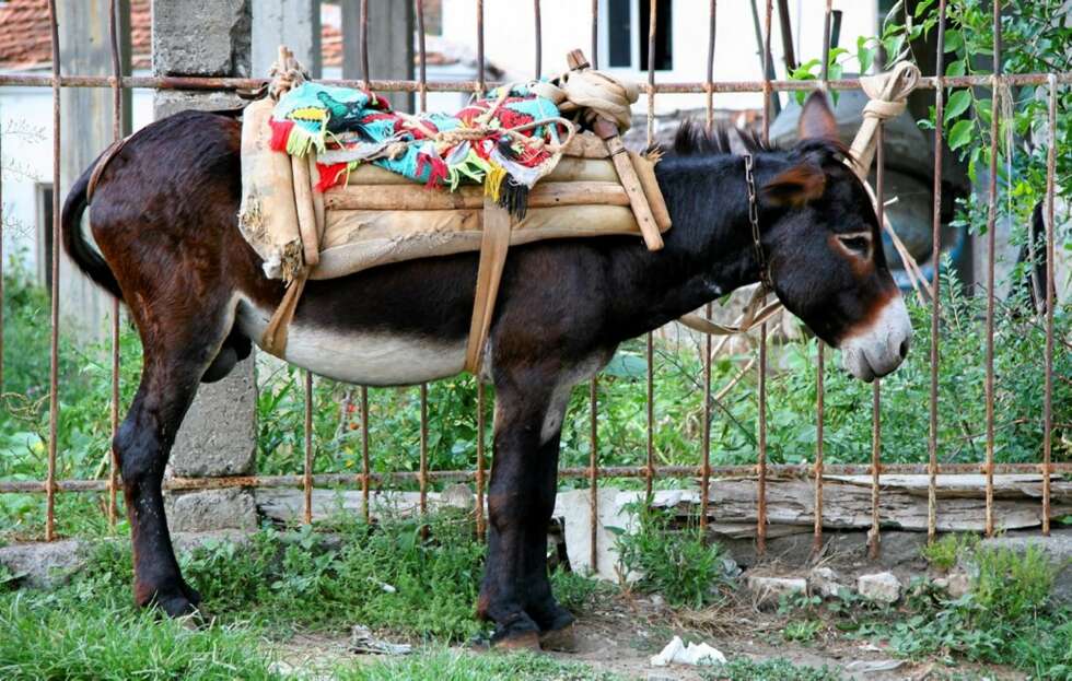 GAMMEL TRAVER: Eselet er fremdeles et viktig fremkomstmiddel i Albania. GAMMEL TRAVER: Eselet er fremdeles et viktig fremkomstmiddel i Albania.
