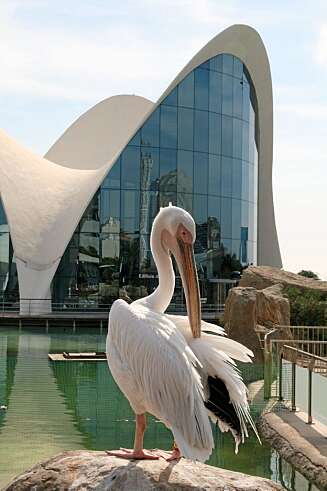 UTROLIG! Bygningene i bydelen Ciudad de las Artes y las Ciencias er av en annen verden. UTROLIG! Bygningene i bydelen Ciudad de las Artes y las Ciencias er av en annen verden.