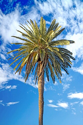 PALME: Palmer finnes det flust av på Kretas palmestrand Vai. PALME: Palmer finnes det flust av på Kretas palmestrand Vai.