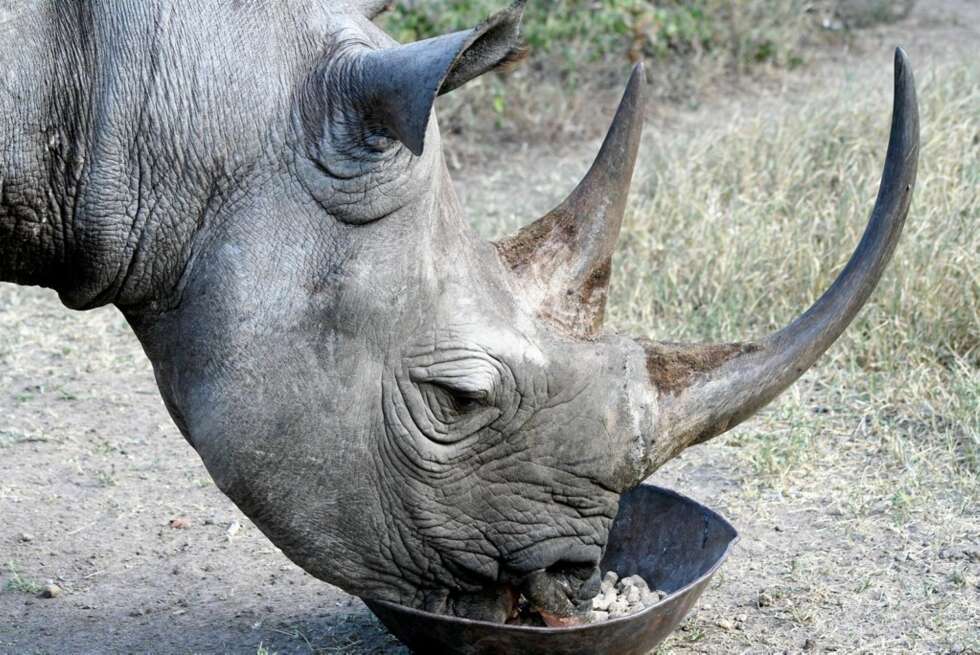 MORANI: Det tamme nesehornet Morani lever på sitt eget område inne på Sweetwater Tented Camp i Kenya. Her spiser han av matskålen sin. MORANI: Det tamme nesehornet Morani lever på sitt eget område inne på Sweetwater Tented Camp i Kenya. Her spiser han av matskålen sin.