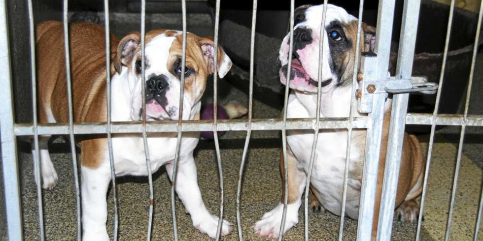 Thelma og Louise er bulldogger. Som valper flest blir de elleville av glede hver gang noen ser på dem. Dyrebeskyttelsen har heldigvis funnet eiere til disse to, og de blir hentet så snart de er ferdige med karantenen. Thelma og Louise er bulldogger. Som valper flest blir de elleville av glede hver gang noen ser på dem. Dyrebeskyttelsen har heldigvis funnet eiere til disse to, og de blir hentet så snart de er ferdige med karantenen.