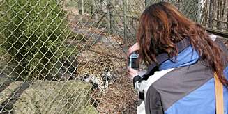 LEOPARD: Ingen smågutt dette - og ganske så fotogen. LEOPARD: Ingen smågutt dette - og ganske så fotogen.
