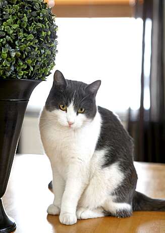 BIRGER: Han er en av de to yngste kattene, og er en flott pus. BIRGER: Han er en av de to yngste kattene, og er en flott pus.