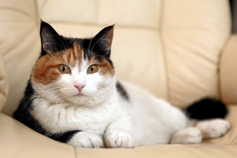 TINKA: Hun er mor til Tassen og Birger og en ganske bedagelig katt. TINKA: Hun er mor til Tassen og Birger og en ganske bedagelig katt.