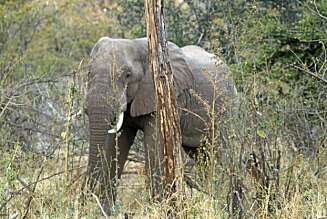 ELEFANT: Fantastiske dyr, og spennende jakt. ELEFANT: Fantastiske dyr, og spennende jakt.