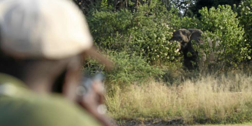 DET STØRSTE: Elefant er det største afrikanske viltet - og den store drømmen for mange som virkelig er angrepet av Afrikafeber. DET STØRSTE: Elefant er det største afrikanske viltet - og den store drømmen for mange som virkelig er angrepet av Afrikafeber.