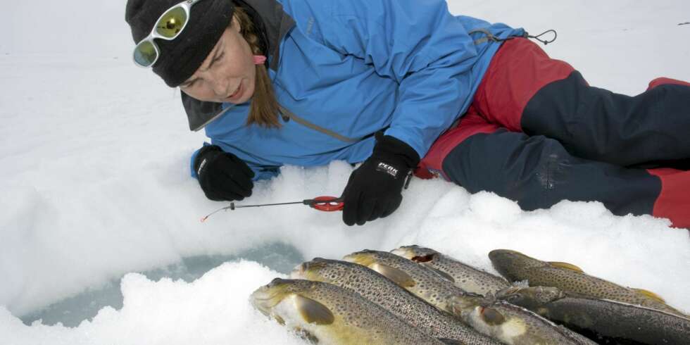 FISK Å FÅ: DEt er bra med fisk, og størrelsen er pen! FISK Å FÅ: DEt er bra med fisk, og størrelsen er pen!