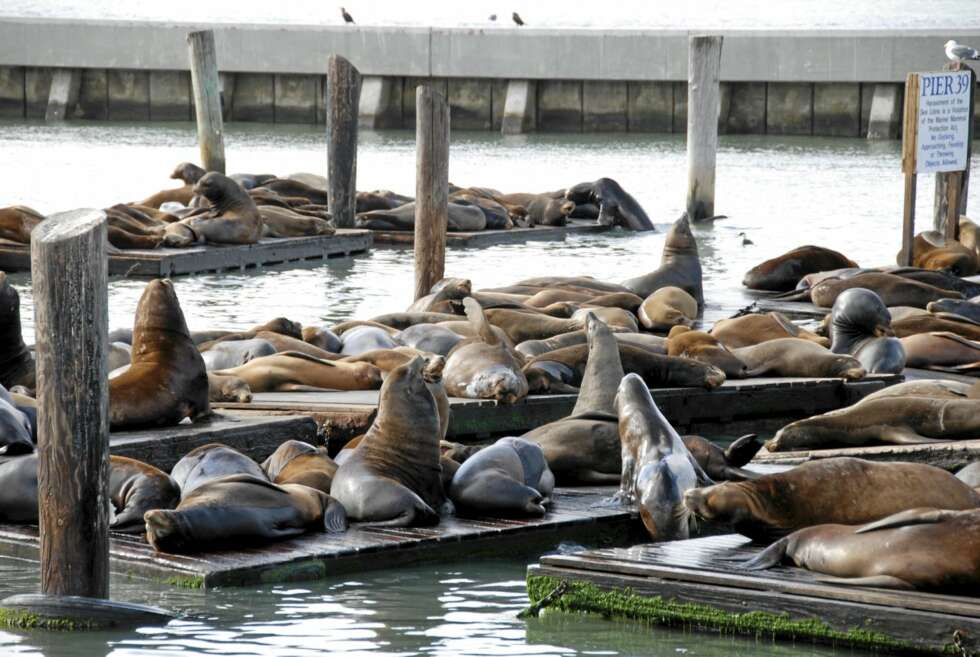 SJØLØVER: Over natten forsvant alle sjøløvene som hadde hatt tilhold i Fisherman`s Wharf i 20 år. Etter noen uker kom none av dem tilbake,- til glede for turistnæringen. SJØLØVER: Over natten forsvant alle sjøløvene som hadde hatt tilhold i Fisherman`s Wharf i 20 år. Etter noen uker kom none av dem tilbake,- til glede for turistnæringen.
