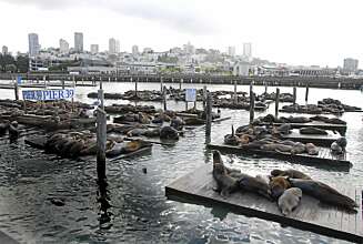 FISHERMAN`S WHARF: Seler har vært en turistmagnet på Pier 39 San Francisco i 20 år. FISHERMAN`S WHARF: Seler har vært en turistmagnet på Pier 39 San Francisco i 20 år.