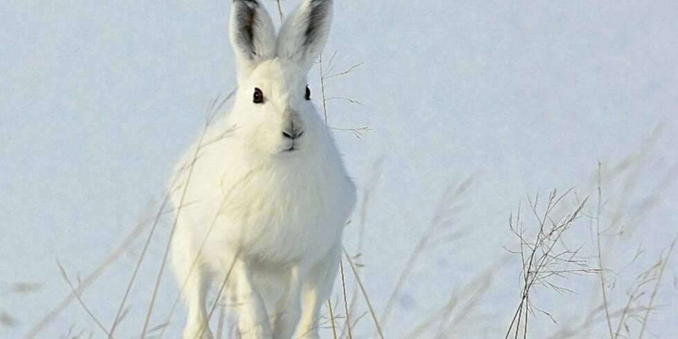 Ett av Ketil Olsens to gullbilder; "Hare". Ett av Ketil Olsens to gullbilder; "Hare".