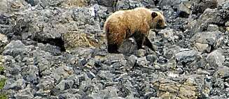 GRIZZLY: Allerede tredje dagen fikk vi se bjørn. GRIZZLY: Allerede tredje dagen fikk vi se bjørn.