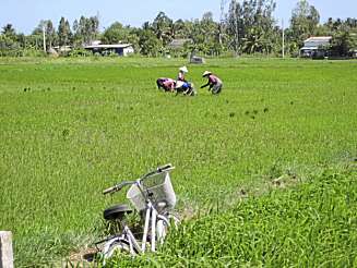 RISMARKER: Mekong-deltaet kalles Østens hage og Vietnams risbolle. RISMARKER: Mekong-deltaet kalles Østens hage og Vietnams risbolle.