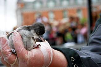 En av pingvinungene som er klekket ut ved akvariet i Bergen i sommer. En av pingvinungene som er klekket ut ved akvariet i Bergen i sommer.
