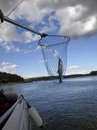 SJØØRRET: En liten fisk er i håven. SJØØRRET: En liten fisk er i håven.