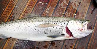WOBBLER: En hvit, ørret-mønstret Rapala gjorde susen. WOBBLER: En hvit, ørret-mønstret Rapala gjorde susen.