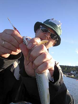 MINSTEMÅL: Fisk under 35 centimeter skal settes ut igjen. MINSTEMÅL: Fisk under 35 centimeter skal settes ut igjen.