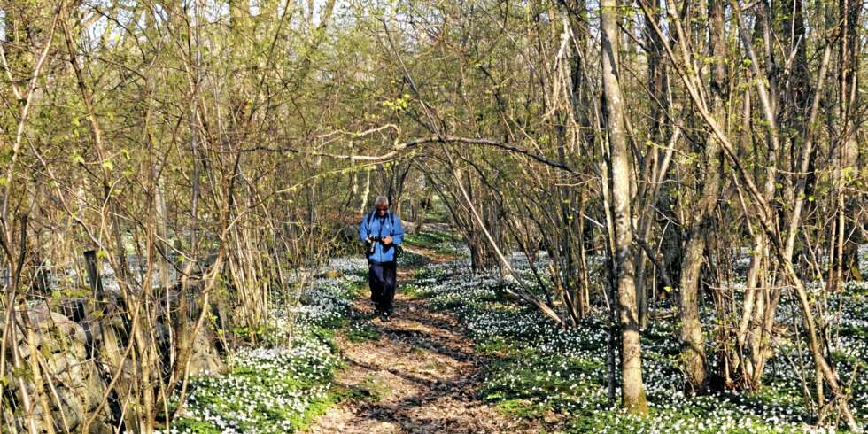HVITVEISTEPPE: I slutten av april og begynnelsen av mai blomstrer hvitveisen på Jomfruland. HVITVEISTEPPE: I slutten av april og begynnelsen av mai blomstrer hvitveisen på Jomfruland.