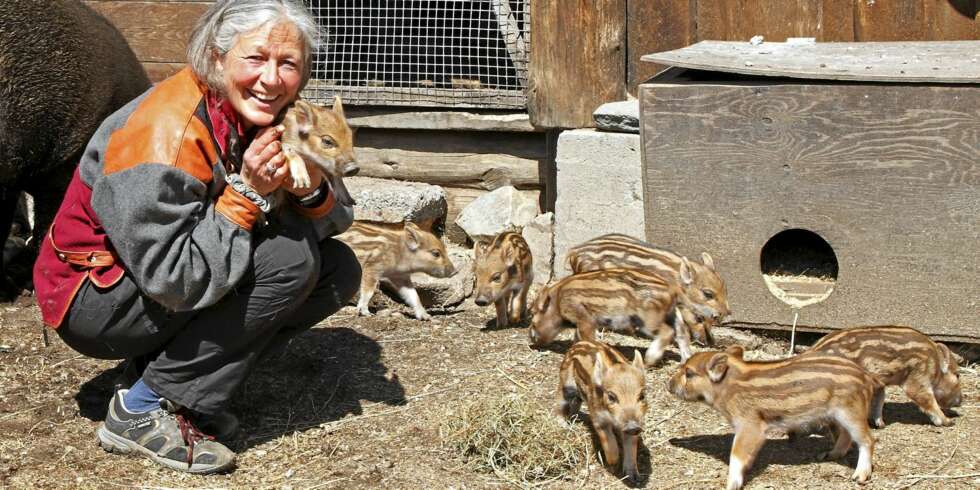 GRISEKOS: Villsvinet Vilde fikk ni små grisunger i sommer, og her har vi samlet alle på ett bilde - selv om to av dem klarte å skjule seg ganske bra bak sine søsken. GRISEKOS: Villsvinet Vilde fikk ni små grisunger i sommer, og her har vi samlet alle på ett bilde - selv om to av dem klarte å skjule seg ganske bra bak sine søsken.