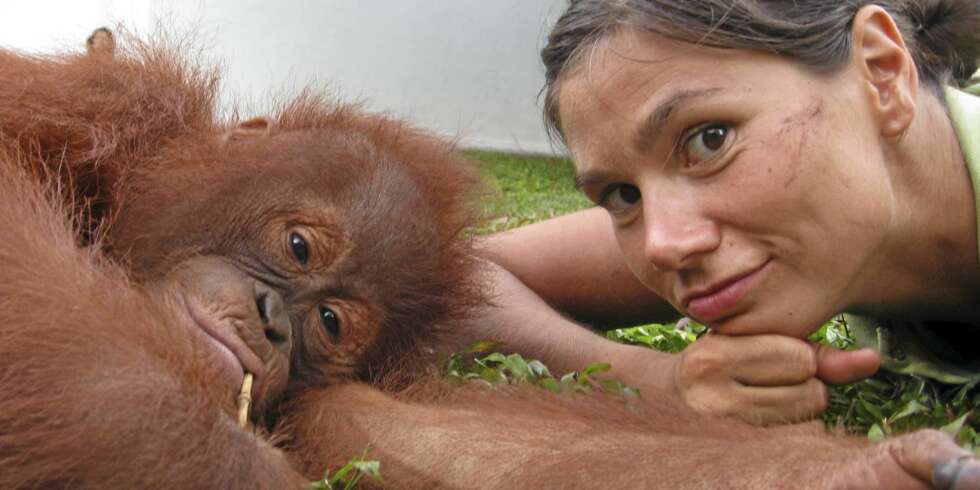 BLE SKREMT: Silje Hvarnes forteller til Her og Nå at hun ble livredd da apen gikk til angrep. Denne orangutangen på Borneo, er derimot av det vennlige slaget. BLE SKREMT: Silje Hvarnes forteller til Her og Nå at hun ble livredd da apen gikk til angrep. Denne orangutangen på Borneo, er derimot av det vennlige slaget.