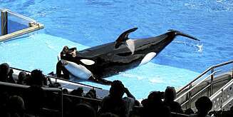 Spekkhoggeren Tilikum fungerer som sædbank for hele SeaWorld. Horribelt, mener trommisen Tommy Lee. Spekkhoggeren Tilikum fungerer som sædbank for hele SeaWorld. Horribelt, mener trommisen Tommy Lee.