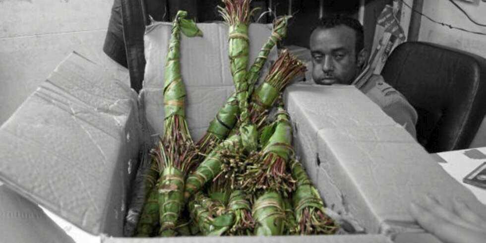 Khat til salgs på en khatbutikk i South Hall, England. Khat til salgs på en khatbutikk i South Hall, England.