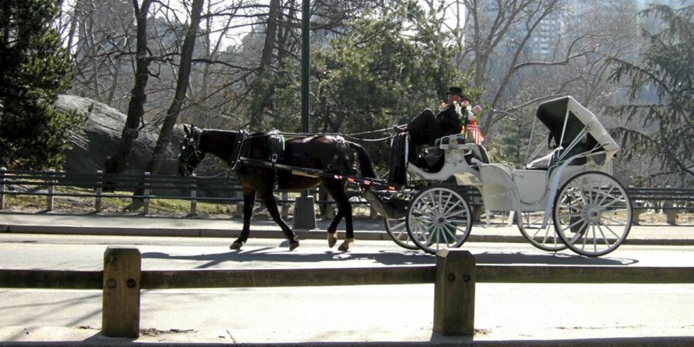 CENTRAL PARK: Prøv en tur med hest og vogn. CENTRAL PARK: Prøv en tur med hest og vogn.