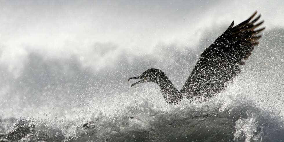 Rune S. Karlsen fikk omgangens høyeste poengsum for dette bildet av skarv i uvær; 42 poeng og sølv. Bildet ble også kåret til "måendens bilde". Rune S. Karlsen fikk omgangens høyeste poengsum for dette bildet av skarv i uvær; 42 poeng og sølv. Bildet ble også kåret til "måendens bilde".
