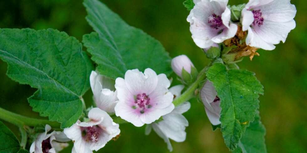 HØYREIST: Legestokkrosen (Althea officinalis) er høy og blomstervillig, men må støttes opp. HØYREIST: Legestokkrosen (Althea officinalis) er høy og blomstervillig, men må støttes opp.