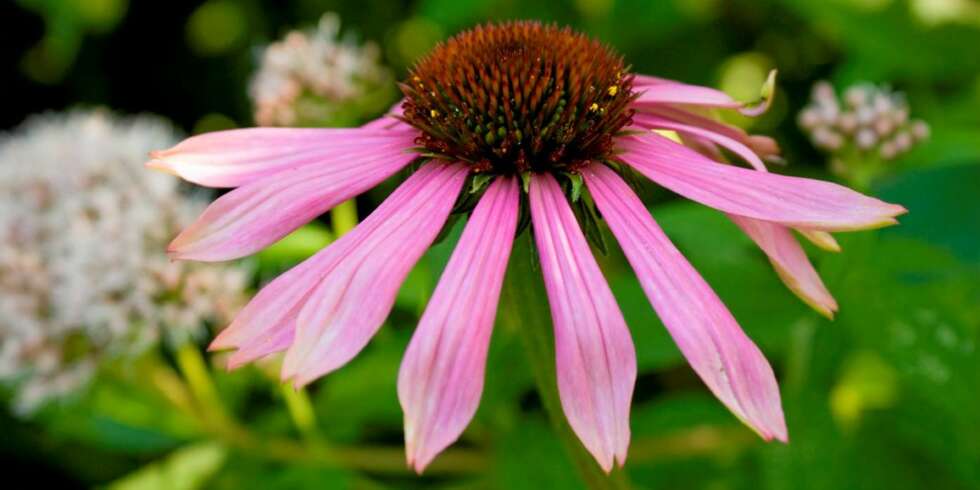 SOLHATT: Purpursolhatt (Echinacea) er en flott høstblomstrende staude som finnes i ulike rosa og rødlige nyanser, samt hvit. SOLHATT: Purpursolhatt (Echinacea) er en flott høstblomstrende staude som finnes i ulike rosa og rødlige nyanser, samt hvit.