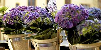 Fyll blomsterpottene med bugnenede hortensia. Fyll blomsterpottene med bugnenede hortensia.