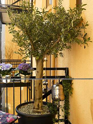 Gled deg selv og hjemmet med nye blomster og planter. Gled deg selv og hjemmet med nye blomster og planter.