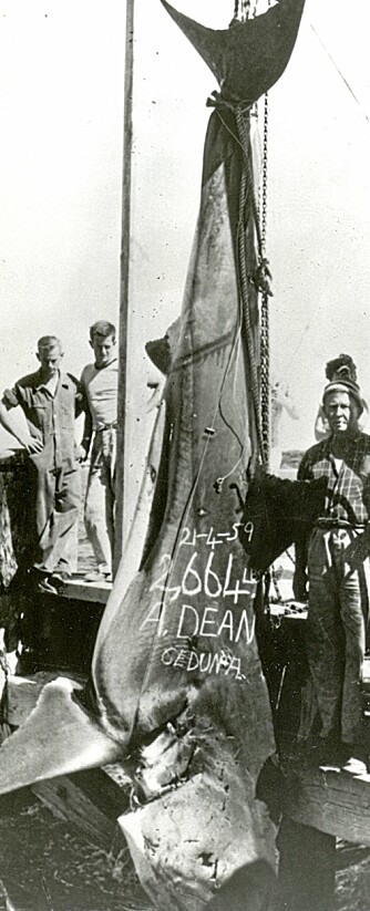 VERDENS STØRSTE: Med 130-punds utrustning brukte Alfred Dean kun 50 minutter på å lande den offisielle IGFA-rekorden på hvithai i april 1959. En avstøpning av den drøyt 5 m lange haien henger i taket på IGFA-hovedkvarteret i Florida. VERDENS STØRSTE: Med 130-punds utrustning brukte Alfred Dean kun 50 minutter på å lande den offisielle IGFA-rekorden på hvithai i april 1959. En avstøpning av den drøyt 5 m lange haien henger i taket på IGFA-hovedkvarteret i Florida.