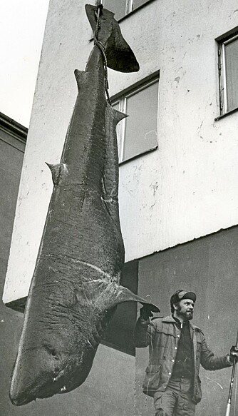 VERDENSMESTER: Terje Nordtvedt brukte en 80-punds Shakespeare havfiskestang og en god, gammel Penn 12/0 med 130-punds snøre for å fange den tredje største fisken i IGFAs historie. VERDENSMESTER: Terje Nordtvedt brukte en 80-punds Shakespeare havfiskestang og en god, gammel Penn 12/0 med 130-punds snøre for å fange den tredje største fisken i IGFAs historie.