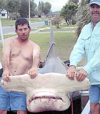 SMIL: Clyde Bucky Dennis (t.v.) og rekordhammerhaien på 581 kg som endte sine dager på en marinbiologisk stasjon i Sarasota, Florida. SMIL: Clyde Bucky Dennis (t.v.) og rekordhammerhaien på 581 kg som endte sine dager på en marinbiologisk stasjon i Sarasota, Florida.