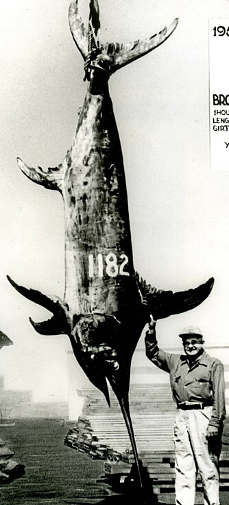 LEGENDARISK: 1182 pund veide sverdfisken som Louis Marron tok utenfor Chile for snart 55 år siden. Han brukte blant annet en klassisk Fin-Nor big game-snelle lastet med såkalt 39-tråders line med bruddstyrke på 130 pund. LEGENDARISK: 1182 pund veide sverdfisken som Louis Marron tok utenfor Chile for snart 55 år siden. Han brukte blant annet en klassisk Fin-Nor big game-snelle lastet med såkalt 39-tråders line med bruddstyrke på 130 pund.
