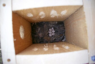 Sånn så det ut "hjemme hos" Karoline etter at hun la seks egg. Nå er eggene klekket og fuglene fløyet... Sånn så det ut "hjemme hos" Karoline etter at hun la seks egg. Nå er eggene klekket og fuglene fløyet...