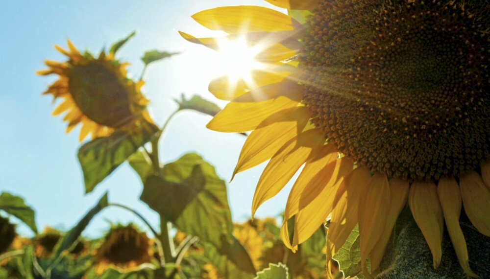 Solsikke: Det er håp for både sol ute og sol inne. Foto: Istock. Solsikke: Det er håp for både sol ute og sol inne. Foto: Istock.