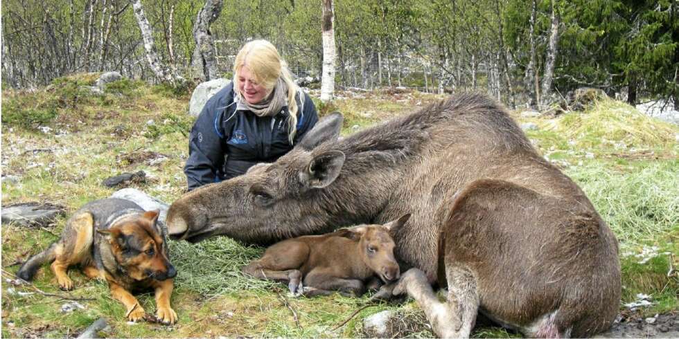 KJÆRLIG: Elgen Svea kommer med et rop når Anne Grete kommer gående og slikker henne ivrig i ansiktet. Her har hun lagt seg ned med elgkalven Svevin, som ble født 17. mai, og det er tydelig at også scæferen Chika er en del av familien. KJÆRLIG: Elgen Svea kommer med et rop når Anne Grete kommer gående og slikker henne ivrig i ansiktet. Her har hun lagt seg ned med elgkalven Svevin, som ble født 17. mai, og det er tydelig at også scæferen Chika er en del av familien.