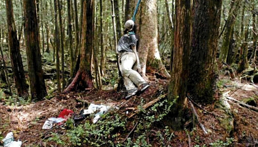 Aokigahara-skogen er i ferd med å bli en bisarr turistattraksjon. Aokigahara-skogen er i ferd med å bli en bisarr turistattraksjon.