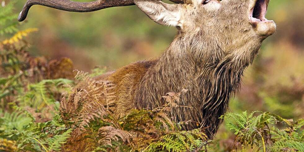 Andy Trowbridges bilde "Red Stag" er ett av rundens tre gullbilder. Andy Trowbridges bilde "Red Stag" er ett av rundens tre gullbilder.