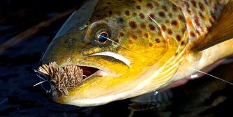 GLUPSK: Ørreten er en glupsk fisk, og den har ingen betenkeligheter med å hive seg over ei stor flue. (Foto: Yngve Ask) GLUPSK: Ørreten er en glupsk fisk, og den har ingen betenkeligheter med å hive seg over ei stor flue. (Foto: Yngve Ask)