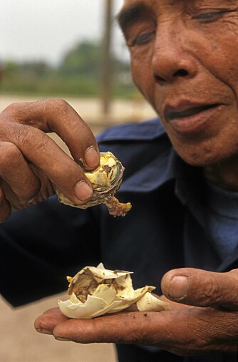 Sjåføren min under en reise i Laos gumler innpå et egg, hvor andungen med fjær og nebb er midtpunktet. Sjåføren min under en reise i Laos gumler innpå et egg, hvor andungen med fjær og nebb er midtpunktet.