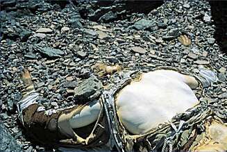 George Mallory ble funnet nedenfor nordøstryggen i 1999. Slik hadde kroppen ligget i 75 år. George Mallory ble funnet nedenfor nordøstryggen i 1999. Slik hadde kroppen ligget i 75 år.